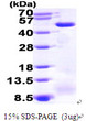 SDS-PAGE of recombinant human ACADM protein 3ug reducing conditions Coomassie stain
