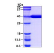 SDS-PAGE gel of recombinant human LDHB protein stained with Coomassie blue under reducing conditions