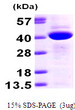 SDS-PAGE gel of recombinant human CAB39 protein 3µg under reducing conditions stained with Coomassie blue