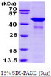 SDS-PAGE gel showing recombinant human glutamine synthetase GLUL protein under reducing conditions