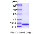 SDS-PAGE gel of recombinant human S100B protein under reducing conditions Coomassie blue stain
