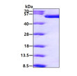 SDS-PAGE gel showing recombinant human Pontin RUVBL1 protein 3μg under reducing conditions Coomassie blue stained