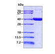 SDS-PAGE gel of recombinant human WDR5 protein 3µg under reducing conditions Coomassie blue stain
