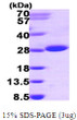 SDS-PAGE gel showing recombinant human ITPA protein 3µg under reducing conditions with Coomassie blue stain