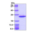 SDS-PAGE gel of recombinant human ARF1 protein under reducing conditions stained with Coomassie blue