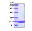 SDS-PAGE gel showing recombinant human DYNLRB1 protein 3 μg under reducing conditions stained with Coomassie blue