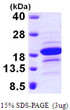 SDS-PAGE gel of recombinant human EDF1 protein under reducing conditions stained with Coomassie blue