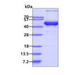 SDS-PAGE gel of recombinant human Aminoacylase ACY1 protein under reducing conditions Coomassie blue stain