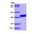 SDS-PAGE gel of recombinant E. coli UDP protein under reducing conditions stained with Coomassie blue