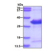 SDS-PAGE gel showing 3μg recombinant human eIF-4E protein under reducing conditions Coomassie blue stain