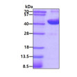 SDS-PAGE gel of recombinant human OGG1 protein 3µg under reducing conditions stained with Coomassie blue