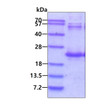 SDS-PAGE gel of recombinant human DR1 protein 3μg under reducing conditions Coomassie blue stain