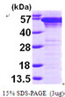 SDS-PAGE gel of recombinant human P4HB protein under reducing conditions stained with Coomassie blue