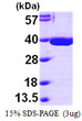 SDS-PAGE gel showing recombinant human MDH2 protein 3µg under reducing conditions with Coomassie blue staining