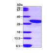 SDS-PAGE of recombinant human Calbindin 2 CALB2 protein 3µg reducing conditions Coomassie stain