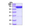 SDS-PAGE gel of recombinant firefly luciferase protein under reducing conditions Coomassie blue stain