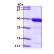 SDS-PAGE gel of recombinant human GGPS1 protein 3μg Coomassie blue stain