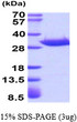 SDS-PAGE gel of recombinant human ANP32A protein under reducing conditions