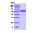 SDS-PAGE of recombinant human DDX39B protein under reducing conditions Coomassie blue stain