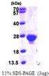 SDS-PAGE gel of recombinant human DUTPase DUT protein under reducing conditions stained with Coomassie blue