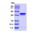 SDS-PAGE gel of recombinant human PMM2 protein under reducing conditions Coomassie blue stain