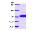 SDS-PAGE gel of recombinant human ACOT13 protein 3µg reducing conditions Coomassie blue stain