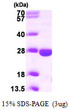 SDS-PAGE of recombinant human PPCDC protein under reducing conditions with Coomassie blue stain