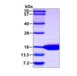 SDS-PAGE gel of recombinant human SUMO3 protein under reducing conditions Coomassie blue stain