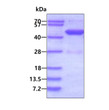 SDS-PAGE gel of recombinant human HPD protein 3µg under reducing conditions Coomassie blue stain