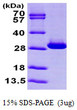SDS-PAGE gel of recombinant human TPI1 protein under reducing conditions with Coomassie blue stain
