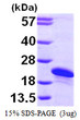 SDS-PAGE gel showing recombinant human BART1 ARL2BP protein under reducing conditions