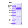 SDS-PAGE of recombinant human TCP1 protein 3μg under reducing conditions Coomassie blue stain