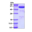 SDS-PAGE gel of recombinant human PDIA6 protein 3μg under reducing conditions Coomassie blue stain