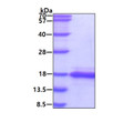 SDS-PAGE gel of recombinant human SH2D1A protein under reducing conditions Coomassie blue stain