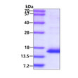 SDS-PAGE gel of recombinant human Serum Amyloid A4 SAA4 protein under reducing conditions