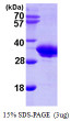 SDS-PAGE gel of recombinant human SMNDC1 protein under reducing conditions stained with Coomassie blue