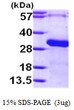 SDS-PAGE gel showing recombinant human RGS19 protein 3µg under reducing conditions Coomassie blue stain