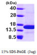 SDS-PAGE gel of recombinant human NHP2L1 protein under reducing conditions Coomassie blue stain