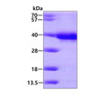 SDS-PAGE gel of recombinant human HUS1 protein under reducing conditions stained with Coomassie blue