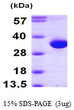 SDS-PAGE gel of recombinant human HDHD2 protein under reducing conditions Coomassie blue stain