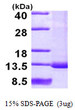 SDS-PAGE gel of recombinant human SNRPF protein under reducing conditions Coomassie blue stain