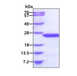 SDS-PAGE gel of recombinant human MDP1 protein 3µg reducing conditions Coomassie blue stain