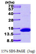 SDS-PAGE gel of recombinant human HRSP12 RIDA protein 3µg reducing conditions