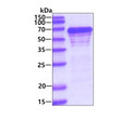 SDS-PAGE gel of recombinant human G3BP1 protein under reducing conditions stained with Coomassie blue