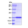 SDS-PAGE gel of recombinant human ISCU protein stained with Coomassie blue