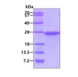 Recombinant human ATP5O protein SDS-PAGE gel under reducing conditions Coomassie blue stain