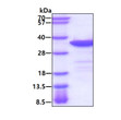 SDS-PAGE gel of recombinant human MAPRE1 protein under reducing conditions Coomassie blue stain