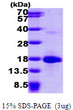 SDS-PAGE gel of recombinant human LSM4 protein under reducing conditions stained with Coomassie blue