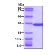 Recombinant human NUDT16 protein SDS-PAGE gel under reducing conditions stained with Coomassie blue