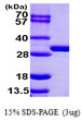 SDS-PAGE of recombinant human BPHL protein under reducing conditions with Coomassie blue stain